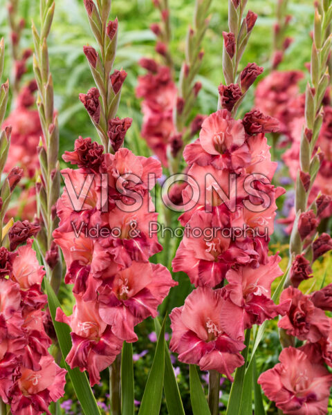 Gladiolus Rusty Chestnut