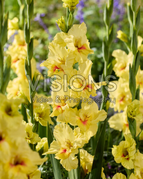 Gladiolus Maxial