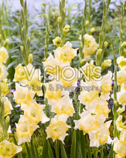 Gladiolus Buggy