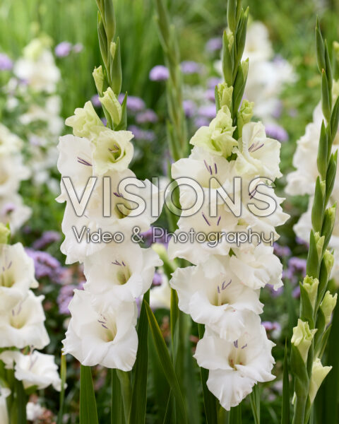 Gladiolus Blondy