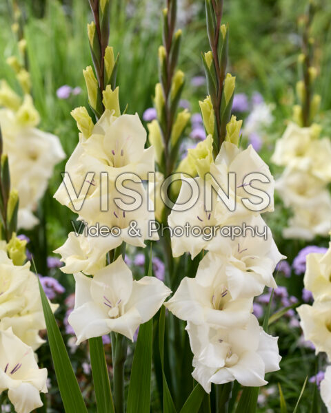 Gladiolus Amber