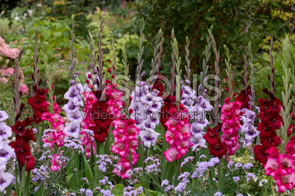 Gladdies® Gladiolus mix