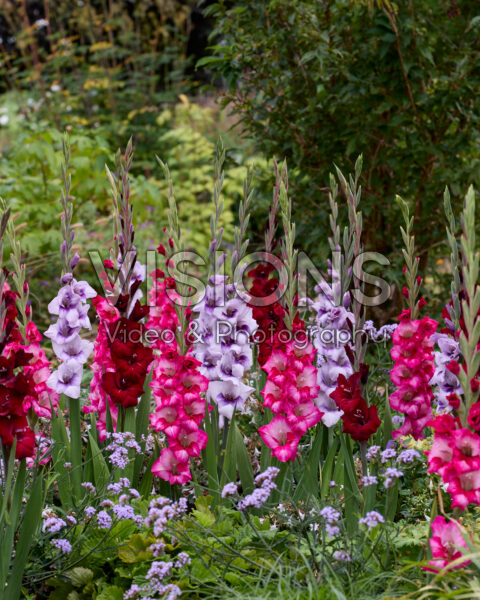 Gladdies® Gladiolus mix