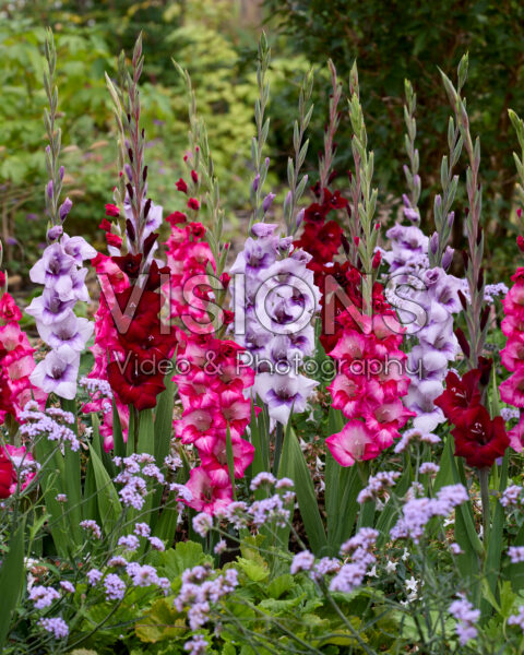 Gladdies® Gladiolus mix