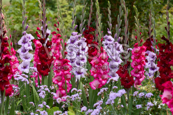 Gladdies® Gladiolus mix