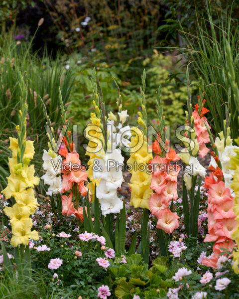 Gladdies® Gladiolus mix