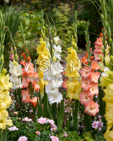 Gladdies® Gladiolus mix