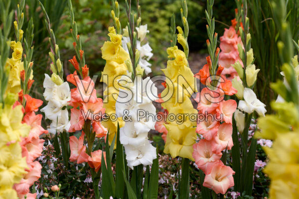 Gladdies® Gladiolus mix