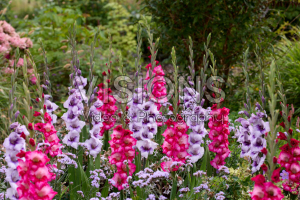 Gladdies® Gladiolus combination