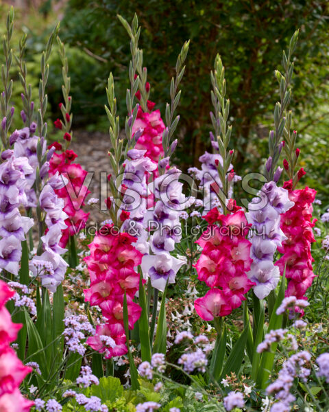 Gladdies® Gladiolus combination