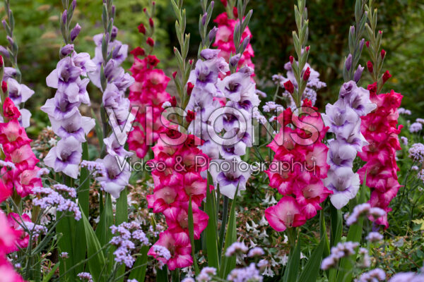 Gladdies® Gladiolus combination