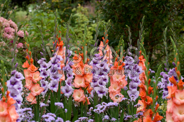 Gladdies® Gladiolus combination