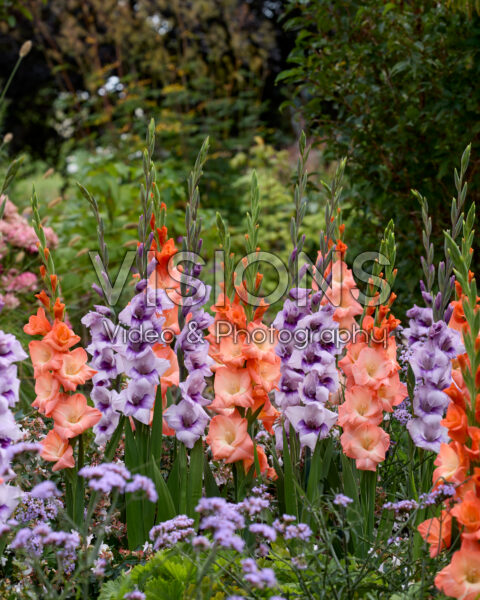 Gladdies® Gladiolus combination