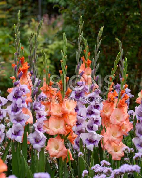 Gladdies® Gladiolus combination