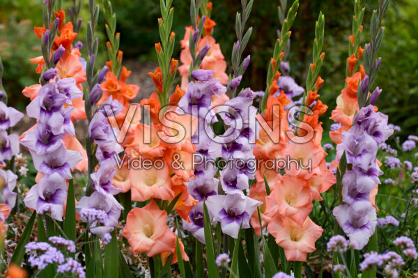 Gladdies® Gladiolus combinatie