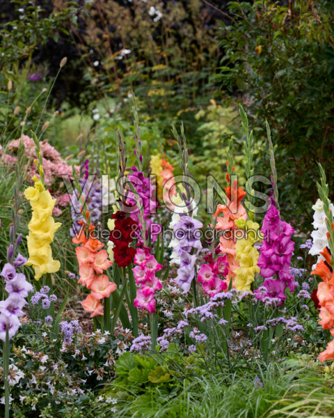 Gladdies® Gladiolus mix