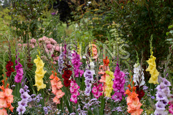 Gladdies® Gladiolus mix