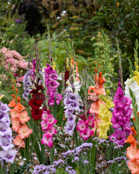 Gladdies® Gladiolus mix