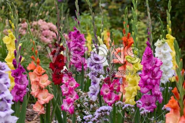 Gladdies® Gladiolus mix