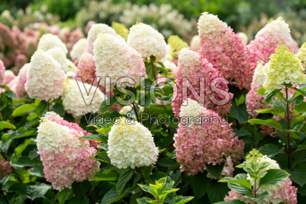 Hydrangea paniculata Living Colourful Cocktail® Hydrangea paniculata Living Colourful Cocktail®