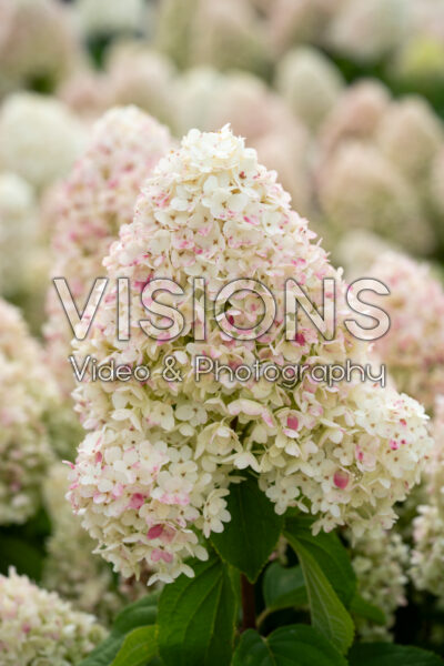 Hydrangea paniculata Living Sugar Rush® Hydrangea paniculata Living Sugar Rush®