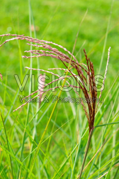 Miscanthus sinensis Red Cloud Miscanthus sinensis Red Cloud