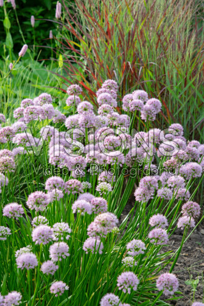 Allium Millenium Allium Millenium