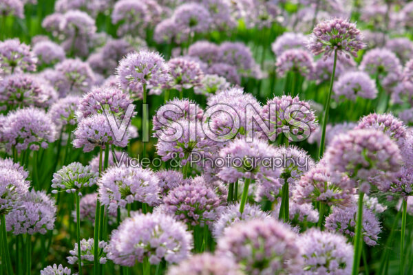 Allium Millenium Allium Millenium