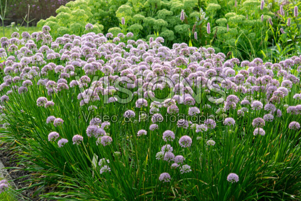 Allium Millenium Allium Millenium