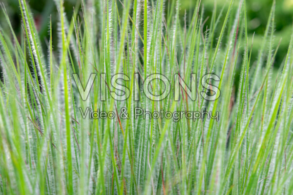 Schizachyrium scoparium Ha Ha Tonka Schizachyrium scoparium Ha Ha Tonka