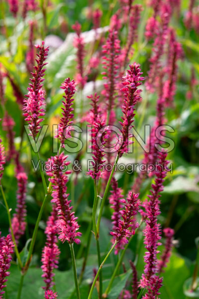 Persicaria amplexicaulis Persicaria amplexicaulis