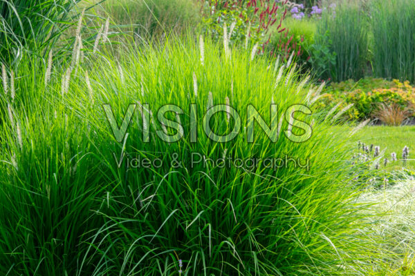 Pennisetum orientale Fairy Tails Pennisetum orientale Fairy Tails