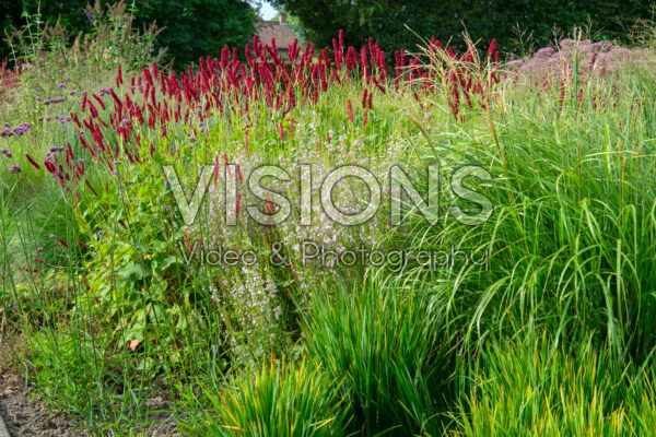 Perennial garden Perennial garden