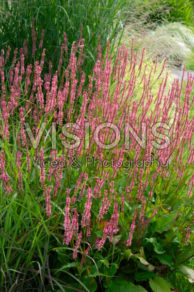 Persicaria amplexicaulis Persicaria amplexicaulis