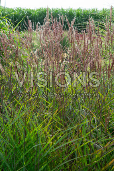 Miscanthus sinensis Miscanthus sinensis