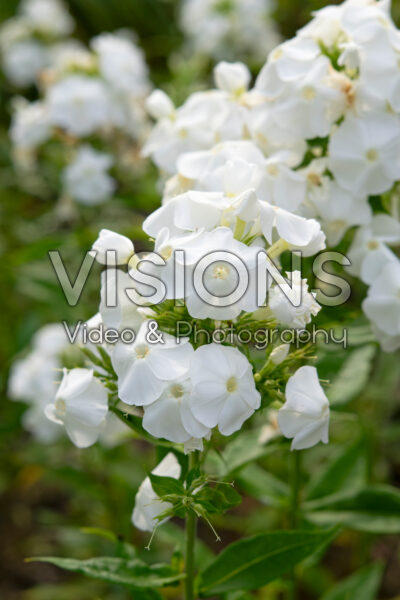 Phlox White Triumphator