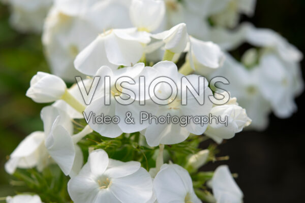 Phlox White Triumphator Phlox White Triumphator