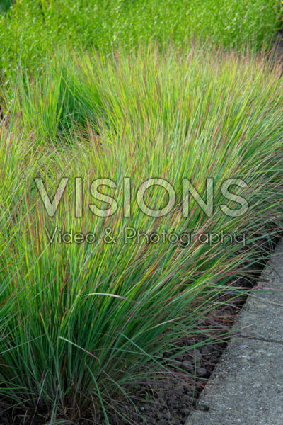 Schizachyrium scoparium Standing Ovation Schizachyrium scoparium Standing Ovation