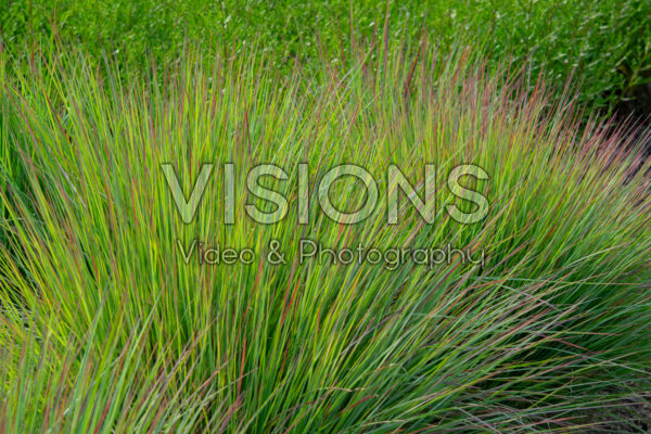 Schizachyrium scoparium Standing Ovation Schizachyrium scoparium Standing Ovation