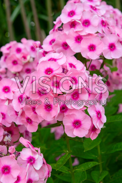 Phlox Jeff's Pink Phlox Jeff's Pink