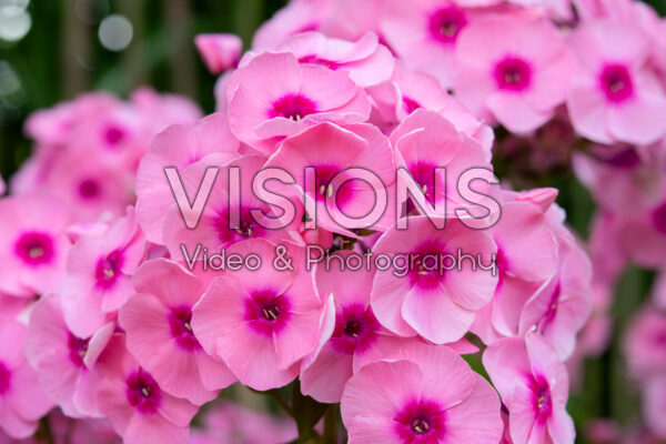 Phlox Jeff's Pink Phlox Jeff's Pink