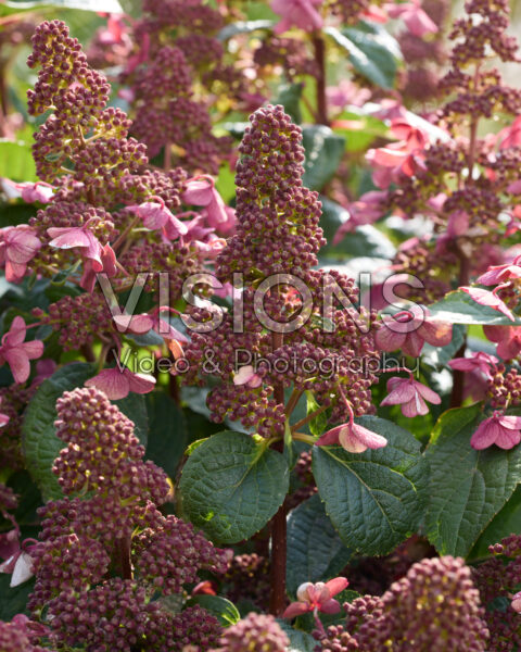 Hydrangea paniculata Living Infinity® Hydrangea paniculata Living Infinity®