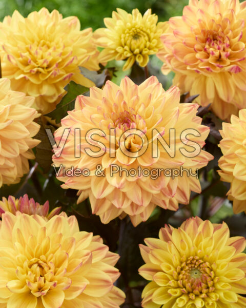 Dahlia Candlelight Radiant Ember® Dahlia Candlelight Radiant Ember®