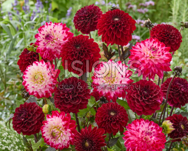 Dahlia Seniors mix Dahlia Seniors mix