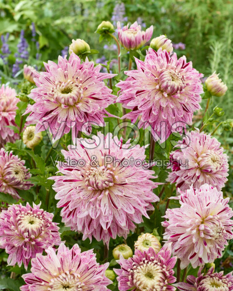 Dahlia Avignon