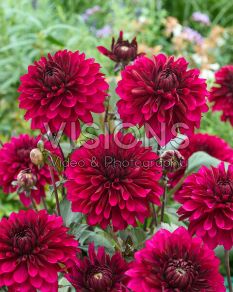 Dahlia Purple Flame