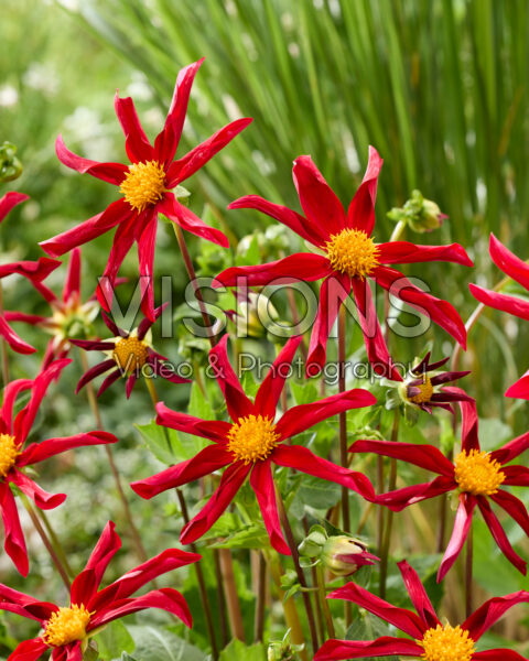 Dahlia Honka Red Dahlia Honka Red