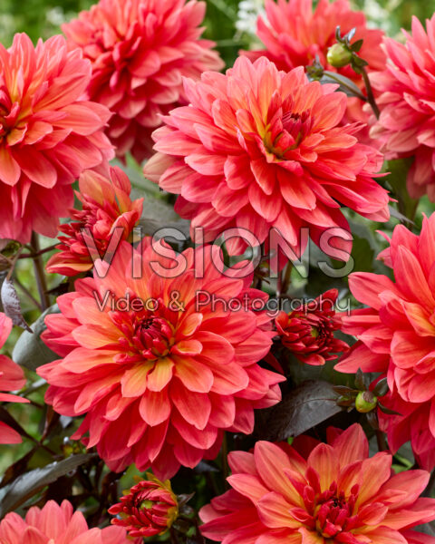 Dahlia Zaailing MHZ Dahlia Zaailing MHZ