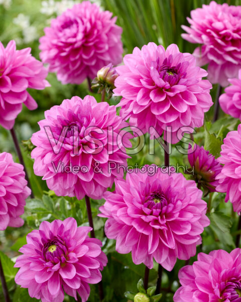 Dahlia Toledo Dahlia Toledo