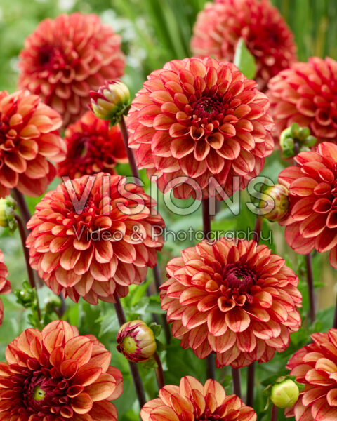 Dahlia High Fidelity Dahlia High Fidelity
